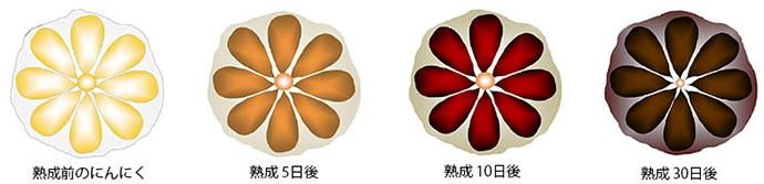 黒にんにくは「にんにくの熟成品」